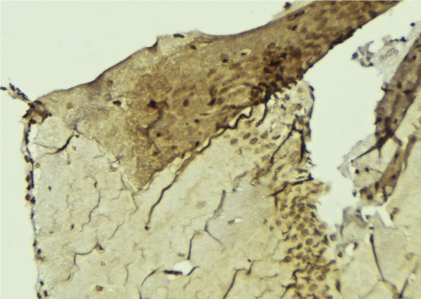 CNOT4 / CLONE243 Antibody - 1:100 staining mouse brain tissue by IHC-P. The sample was formaldehyde fixed and a heat mediated antigen retrieval step in citrate buffer was performed. The sample was then blocked and incubated with the antibody for 1.5 hours at 22°C. An HRP conjugated goat anti-rabbit antibody was used as the secondary.