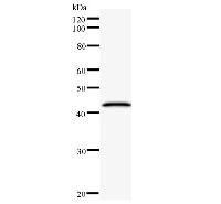 CNOT6 Antibody - Western blot analysis of immunized recombinant protein, using anti-CNOT6 monoclonal antibody.