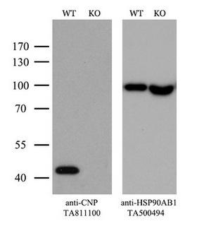 CNPase Antibody - Equivalent amounts of cell lysates  and CNP-Knockout hela cells  were separated by SDS-PAGE and immunoblotted with anti-CNP monoclonal antibody. Then the blotted membrane was stripped and reprobed with anti-HSP90AB1 antibody as a loading control. (1:500)