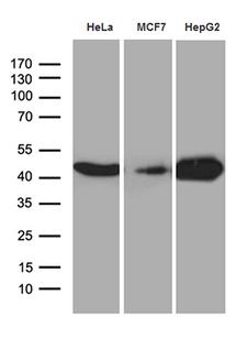 CNPase Antibody - Western blot analysis of extracts. (35ug) from 3 different cell lines by using anti-CNP monoclonal antibody. (1:500)