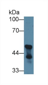 CNPase Antibody - Western Blot; Sample: Mouse Cerebellum lysate; Primary Ab: 1µg/ml Rabbit Anti-Mouse CNP Antibody Second Ab: 0.2µg/mL HRP-Linked Caprine Anti-Rabbit IgG Polyclonal Antibody