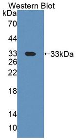CNPase Antibody - Western Blot; Sample: Recombinant protein.