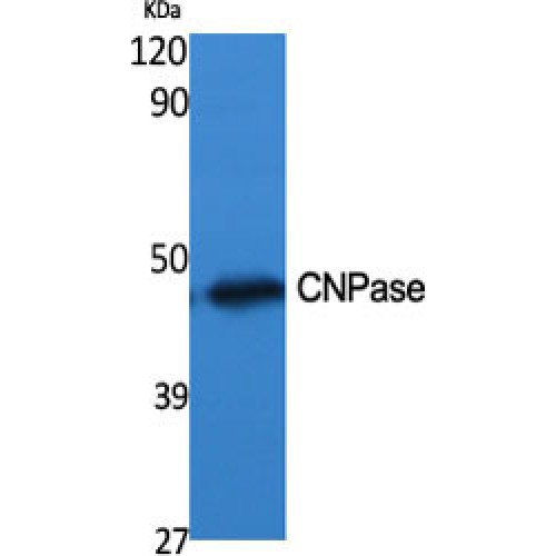 CNPase Antibody - Western blot of CNPase antibody