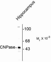 CNPase Antibody - Western blot of rat brain lysate showing the specific immunolabeling of the ~46k CNP protein.