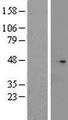 CNPPD1 Protein - Western validation with an anti-DDK antibody * L: Control HEK293 lysate R: Over-expression lysate