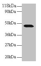 Cnpy2 / TMEM4 Antibody - Western blot All lanes: Protein canopy homolog 2 antibody at 2µg/ml + 293T whole cell lysate Secondary Goat polyclonal to rabbit IgG at 1/15000 dilution Predicted band size: 21, 10 kDa Observed band size: 47 kDa
