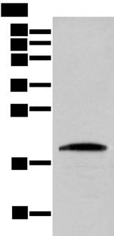 Cnpy2 / TMEM4 Antibody - Western blot analysis of HEPG2 cell  using CNPY2 Polyclonal Antibody at dilution of 1:300