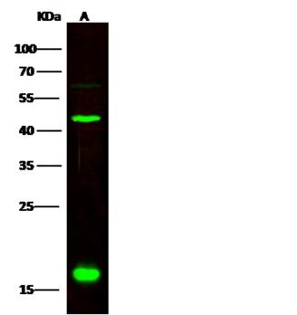 Cnpy2 / TMEM4 Antibody - Anti-CNPY2 rabbit polyclonal antibody at 1:500 dilution. Lane A: MCF7 Whole Cell Lysate. Lysates/proteins at 30 ug per lane. Secondary: Goat Anti-Rabbit IgG H&L (Dylight800) at 1/10000 dilution. Developed using the Odyssey technique. Performed under reducing conditions. Predicted band size: 21 kDa. Observed band size: 17 kDa. (We are unsure as to the identity of these extra bands.)