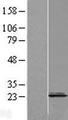 Cnpy2 / TMEM4 Protein - Western validation with an anti-DDK antibody * L: Control HEK293 lysate R: Over-expression lysate