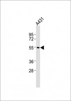 CNR1 / CB1 Antibody - Anti-CNR1 Antibody at 1:2000 dilution + A431 whole cell lysates Lysates/proteins at 20 ug per lane. Secondary Goat Anti-Rabbit IgG, (H+L), Peroxidase conjugated at 1/10000 dilution Predicted band size : 53 kDa Blocking/Dilution buffer: 5% NFDM/TBST.