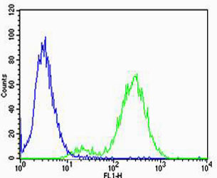 CNR2 / CB2 Antibody - Flow cytometric of Jurkat cells using Park7 (DJ-1) Antibody(green) compared to an isotype control of rabbit IgG(blue). Antibody was diluted at 1:25 dilution. An Alexa Fluor 488 goat anti-rabbit lgG at 1:400 dilution was used as the secondary antibody.