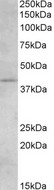 CNR2 / CB2 Antibody - Goat Anti-Cannabinoid Receptor 2 Antibody (1.5µg/ml) staining of Human Brain (Hippocampus) lysate (35µg protein in RIPA buffer). Primary incubation was 1 hour. Detected by chemiluminescencence.