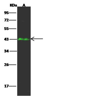 CNR2 / CB2 Antibody - Anti-CNR2 rabbit polyclonal antibody at 1:500 dilution. Lane A: COLO205 Whole Cell Lysate. Lysates/proteins at 30 ug per lane. Secondary: Goat Anti-Rabbit IgG H&L (Dylight 800) at 1/10000 dilution. Developed using the Odyssey technique. Performed under reducing conditions. Predicted band size: 40 kDa. Observed band size: 43 kDa.