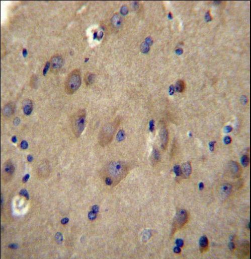 CNRIP1 Antibody - CNRP1 Antibody immunohistochemistry of formalin-fixed and paraffin-embedded human brain tissue followed by peroxidase-conjugated secondary antibody and DAB staining.