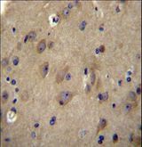 CNRIP1 Antibody - CNRP1 Antibody immunohistochemistry of formalin-fixed and paraffin-embedded human brain tissue followed by peroxidase-conjugated secondary antibody and DAB staining.