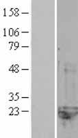 CNRIP1 Protein - Western validation with an anti-DDK antibody * L: Control HEK293 lysate R: Over-expression lysate
