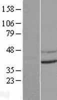 CNTD1 Protein - Western validation with an anti-DDK antibody * L: Control HEK293 lysate R: Over-expression lysate