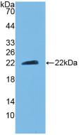 CNTF Antibody - Western Blot; Sample: Recombinant CNTF, Mouse.