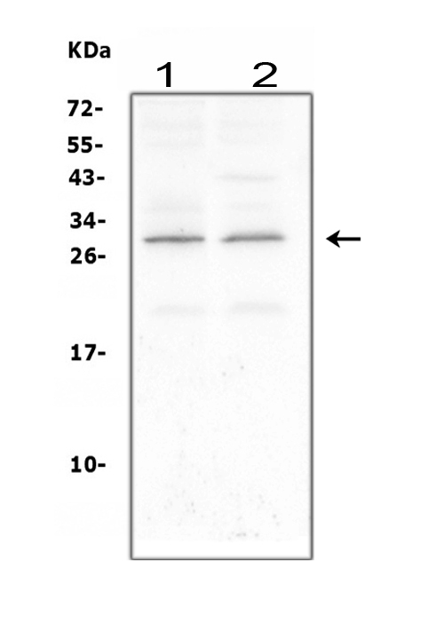 CNTF Antibody - Western blot analysis of CNTF using anti-CNTF antibody. Electrophoresis was performed on a 5-20% SDS-PAGE gel at 70V (Stacking gel) / 90V (Resolving gel) for 2-3 hours. The sample well of each lane was loaded with 50ug of sample under reducing conditions. Lane 1: rat brain tissue lysates, Lane 2: mouse brain tissue lysates. After Electrophoresis, proteins were transferred to a Nitrocellulose membrane at 150mA for 50-90 minutes. Blocked the membrane with 5% Non-fat Milk/ TBS for 1.5 hour at RT. The membrane was incubated with rabbit anti-CNTF antigen affinity purified polyclonal antibody at 0.5 µg/mL overnight at 4°C, then washed with TBS-0.1% Tween 3 times with 5 minutes each and probed with a goat anti-rabbit IgG-HRP secondary antibody at a dilution of 1:10000 for 1.5 hour at RT. The signal is developed using an Enhanced Chemiluminescent detection (ECL) kit with Tanon 5200 system. A specific band was detected for CNTF at approximately 29KD. The expected band size for CNTF is at 23KD.