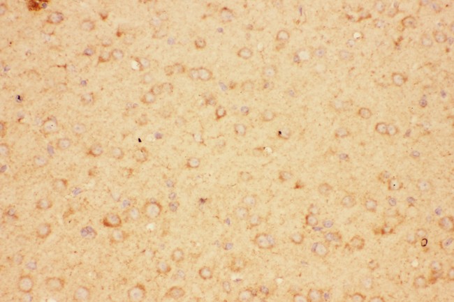 CNTF Antibody - CNTF antibody IHC-paraffin: Mouse Brain Tissue.