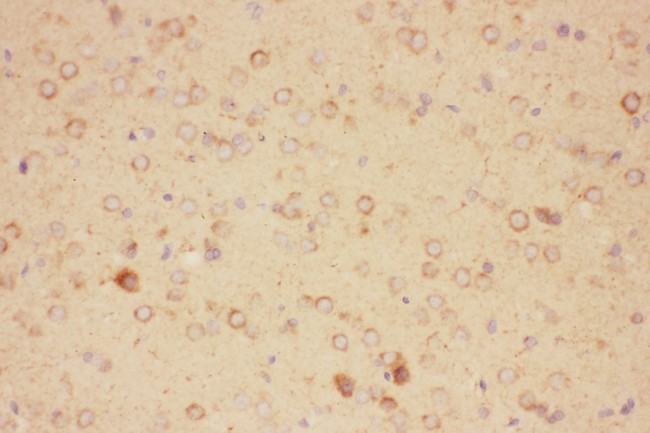 CNTF Antibody - CNTF antibody IHC-paraffin: Rat Brain Tissue.