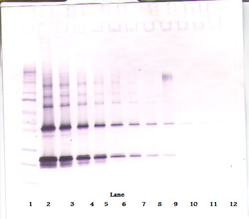 CNTF Antibody - Western Blot (non-reducing) of CNTF antibody. This image was taken for the unconjugated form of this product. Other forms have not been tested.