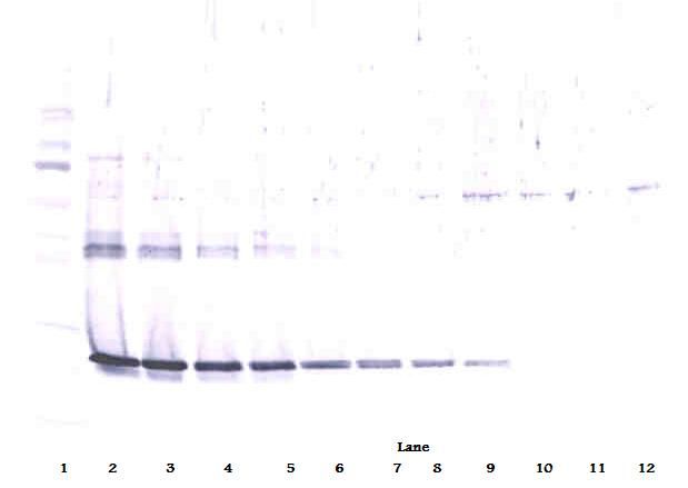 CNTF Antibody - Western Blot (reducing) of CNTF antibody. This image was taken for the unconjugated form of this product. Other forms have not been tested.