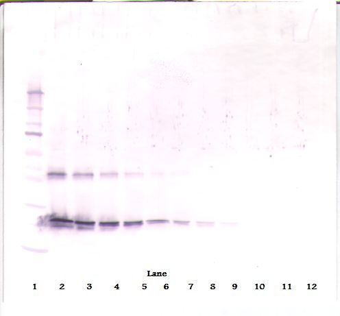 CNTF Antibody - Western Blot (reducing) of CNTF antibody. This image was taken for the unconjugated form of this product. Other forms have not been tested.