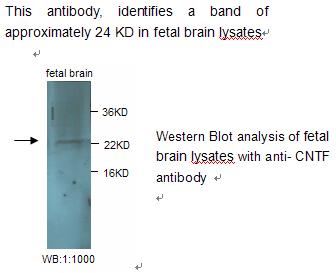 CNTF Antibody