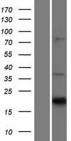 CNTF Protein - Western validation with an anti-DDK antibody * L: Control HEK293 lysate R: Over-expression lysate