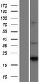 CNTF Protein - Western validation with an anti-DDK antibody * L: Control HEK293 lysate R: Over-expression lysate