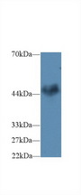 CNTFR Antibody - Western Blot; Sample: Mouse Cerebrum lysate; Primary Ab: 2µg/ml Rabbit Anti-Human CNTFR Antibody Second Ab: 0.2µg/mL HRP-Linked Caprine Anti-Rabbit IgG Polyclonal Antibody