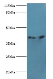 CNTFR Antibody - Western blot. All lanes: CNTFR antibody at 2 ug/ml+HeLa whole cell lysate. Secondary antibody: goat polyclonal to rabbit at 1:10000 dilution. Predicted band size: 41 kDa. Observed band size: 41 kDa.  This image was taken for the unconjugated form of this product. Other forms have not been tested.