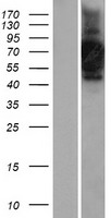 CNTFR Protein - Western validation with an anti-DDK antibody * L: Control HEK293 lysate R: Over-expression lysate