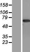 CNTFR Protein - Western validation with an anti-DDK antibody * L: Control HEK293 lysate R: Over-expression lysate