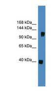 CNTN1 / gp135 / Contactin 1 Antibody - CNTN1 / Contactin 1 antibody Western blot of Fetal Brain lysate. This image was taken for the unconjugated form of this product. Other forms have not been tested.