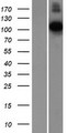 CNTN1 / gp135 / Contactin 1 Protein - Western validation with an anti-DDK antibody * L: Control HEK293 lysate R: Over-expression lysate