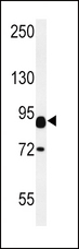 CNTN2 / TAX Antibody - CNTN2 Antibody western blot of mouse heart tissue lysates (15 ug/lane). The CNTN2 antibody detected CNTN2 protein (arrow).