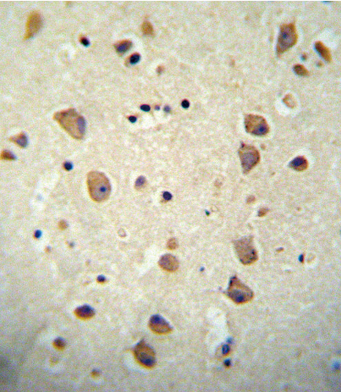 CNTN2 / TAX Antibody - CNTN2 antibody immunohistochemistry of formalin-fixed and paraffin-embedded human brain tissue followed by peroxidase-conjugated secondary antibody and DAB staining.