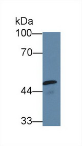 CNTN2 / TAX Antibody - Western Blot; Sample: Mouse Testis lysate; Primary Ab: 5µg/ml Rabbit Anti-Human CASP10 Antibody Second Ab: 0.2µg/mL HRP-Linked Caprine Anti-Rabbit IgG Polyclonal Antibody