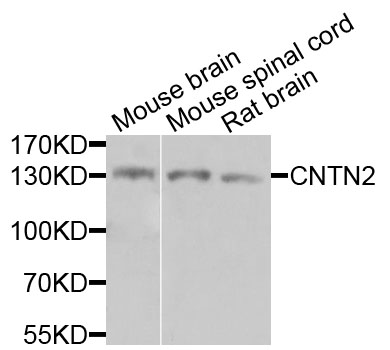 CNTN2 / TAX Antibody - Western blot analysis of extracts of various cells.