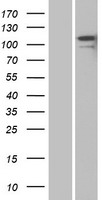 CNTN2 / TAX Protein - Western validation with an anti-DDK antibody * L: Control HEK293 lysate R: Over-expression lysate