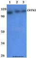 CNTN3 / Contactin 3 Antibody - Western blot of CNTN3 antibody at 1:500 dilution. Lane 1: HEK293T whole cell lysate. Lane 2: RAW264.7 whole cell lysate.