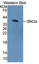 CNTN4 Antibody - Western Blot; Sample: Recombinant CNTN4, Human.