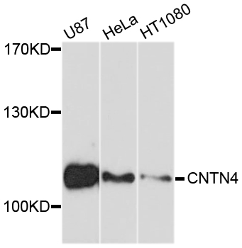 CNTN4 Antibody - Western blot analysis of extracts of various cell lines, using CNTN4 antibody at 1:1000 dilution. The secondary antibody used was an HRP Goat Anti-Rabbit IgG (H+L) at 1:10000 dilution. Lysates were loaded 25ug per lane and 3% nonfat dry milk in TBST was used for blocking. An ECL Kit was used for detection and the exposure time was 90s.
