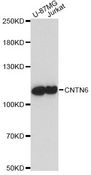 CNTN6 / Contactin 6 Antibody - Western blot analysis of extracts of various cell lines, using CNTN6 antibody at 1:1000 dilution. The secondary antibody used was an HRP Goat Anti-Rabbit IgG (H+L) at 1:10000 dilution. Lysates were loaded 25ug per lane and 3% nonfat dry milk in TBST was used for blocking. An ECL Kit was used for detection and the exposure time was 60s.