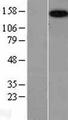 CNTNAP2 / CASPR2 Protein - Western validation with an anti-DDK antibody * L: Control HEK293 lysate R: Over-expression lysate