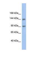 CNTNAP3 / CASPR3 Antibody - CNTNAP3 antibody Western blot of DU145 cell lysate. This image was taken for the unconjugated form of this product. Other forms have not been tested.