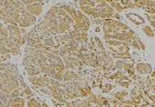 CNTNAP3 / CASPR3 Antibody - 1:100 staining human pancreas tissue by IHC-P. The sample was formaldehyde fixed and a heat mediated antigen retrieval step in citrate buffer was performed. The sample was then blocked and incubated with the antibody for 1.5 hours at 22°C. An HRP conjugated goat anti-rabbit antibody was used as the secondary.