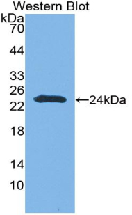 CNTNAP4 / CASPR4 Antibody - Western blot of recombinant CNTNAP4 / CASPR4.